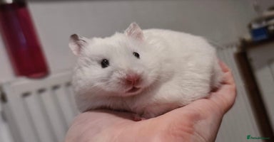 Hamster rodents - Advert 15