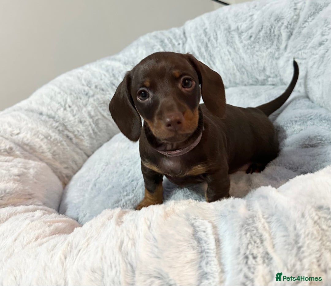 Dachshund dogs for sale: Dachshund puppies (2 LEFT) - Advert 25