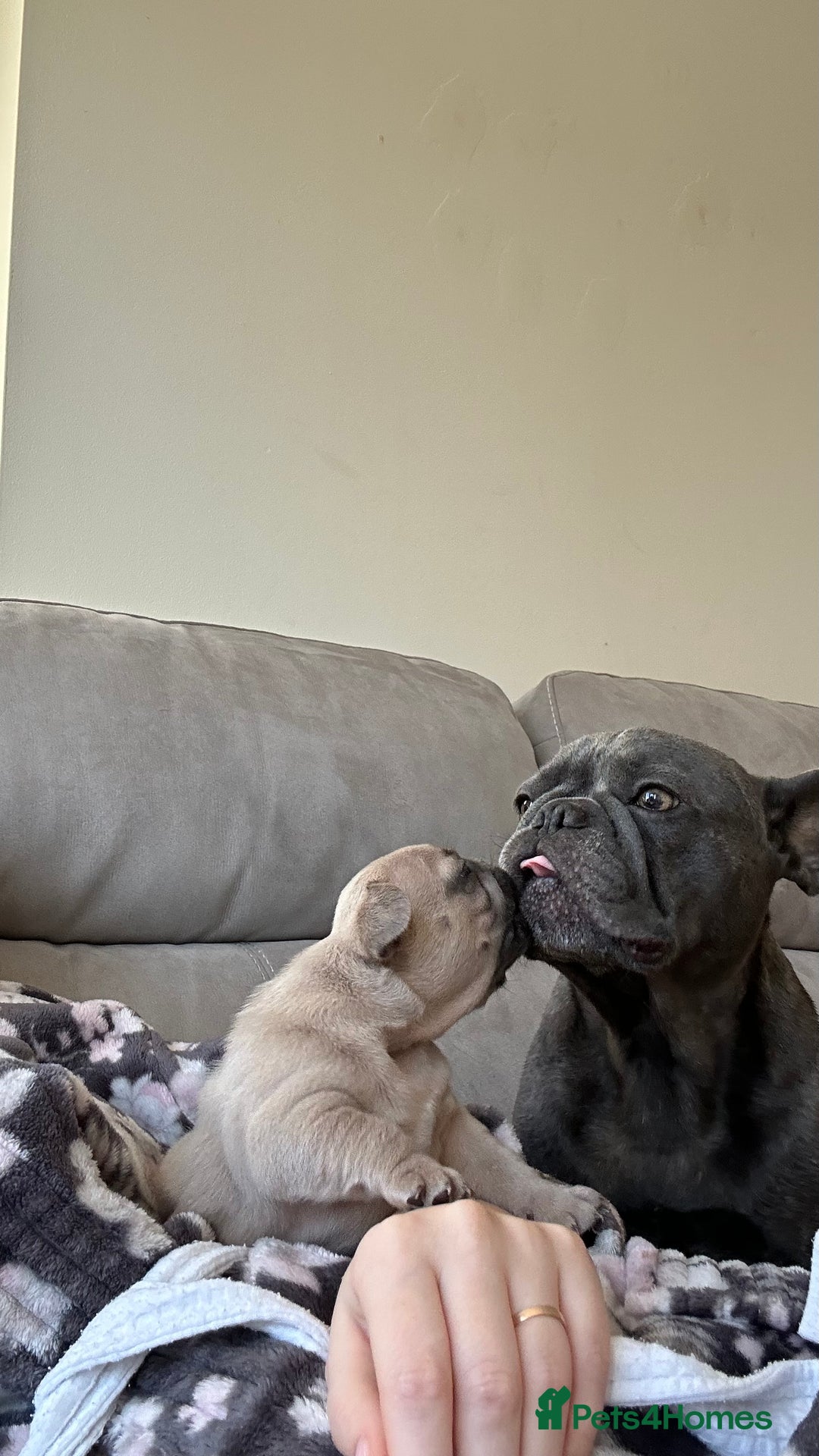 French Bulldog dogs for sale: 4 Puppies Available for Reservation - Advert 3