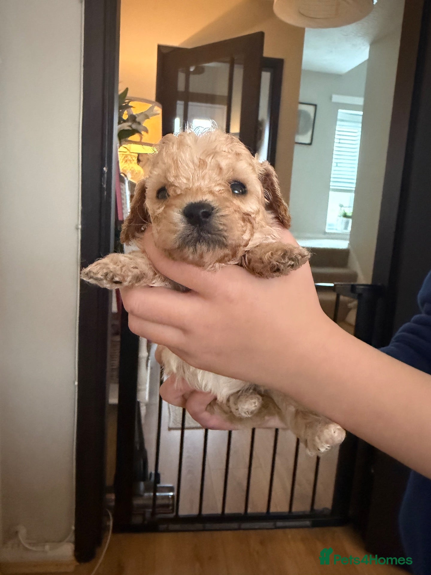 Cavapoo dogs Gorgeous Tiny Toy F1b Cavapoo puppies for sale - Advert 13
