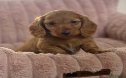 Dachshund dogs for sale: Beautiful miniature long hair dachshund - Image 16