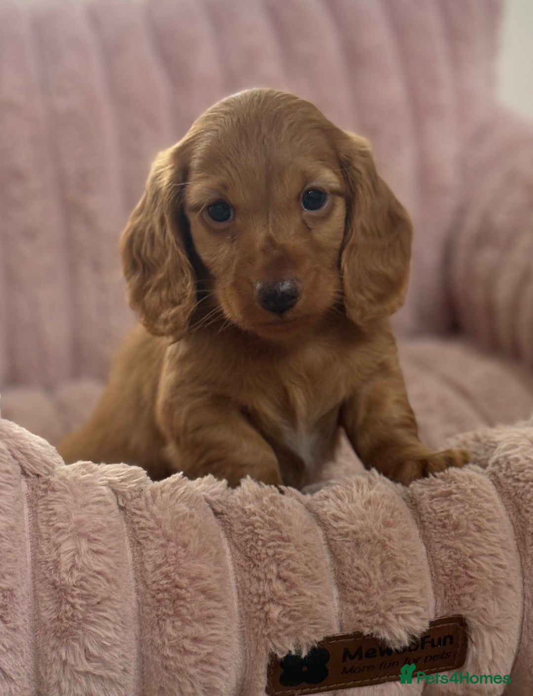 Dachshund dogs for sale: Beautiful miniature long hair dachshund - Image 16