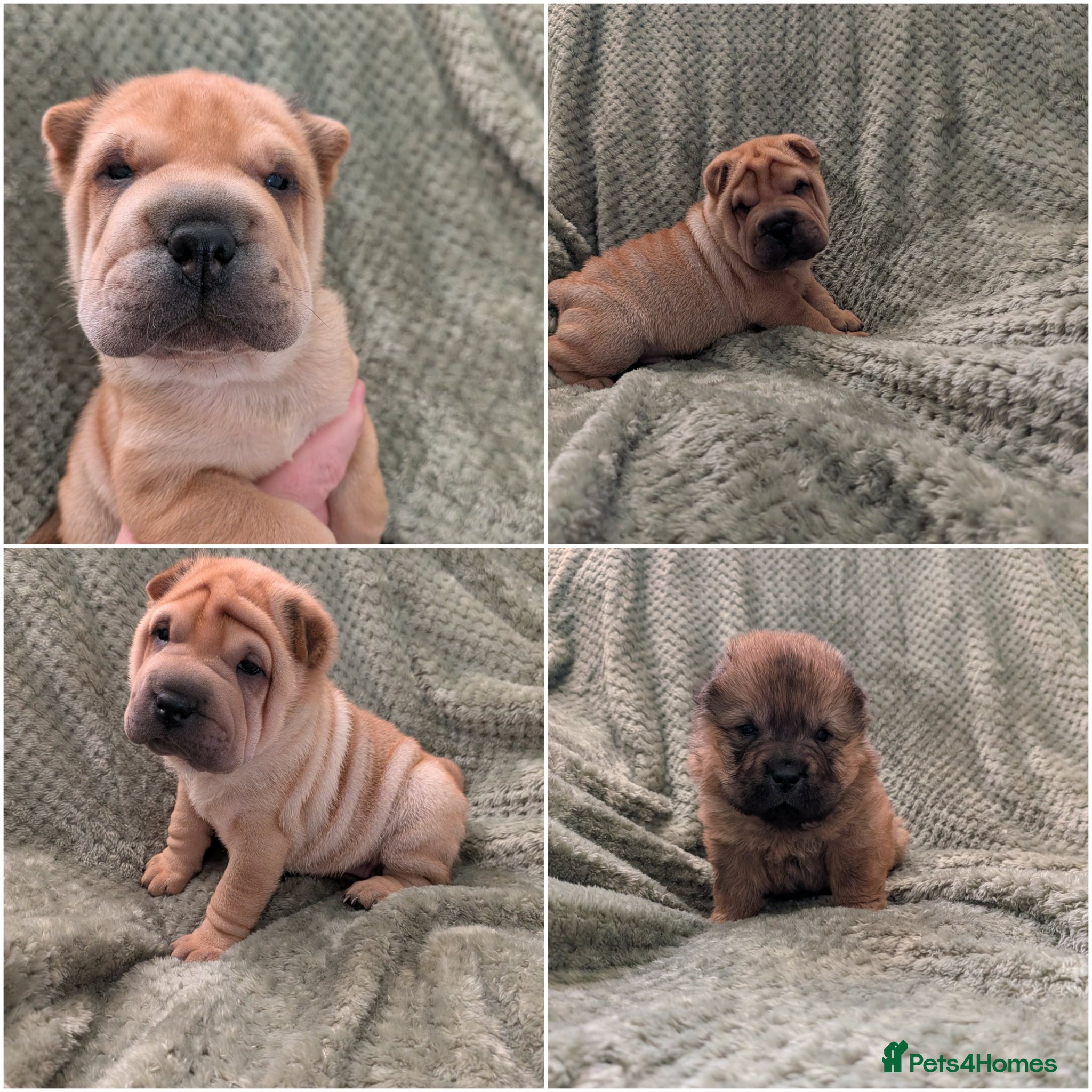 Shar Pei dogs Beautiful litter of Shar Pei Puppies  - Advert 10
