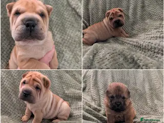 Shar Pei dogs Beautiful litter of Shar Pei Puppies - Advert 10
