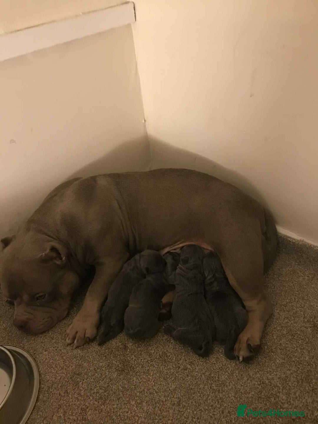 Mixed Breed dogs for sale: American Bully/ Cane Corso Pups  - Advert 1