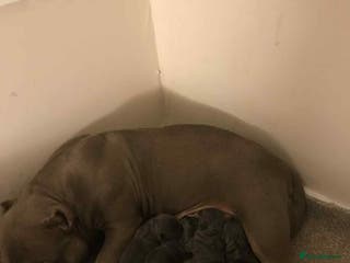 Mixed Breed dogs American Bully/ Cane Corso Pups - Advert 1