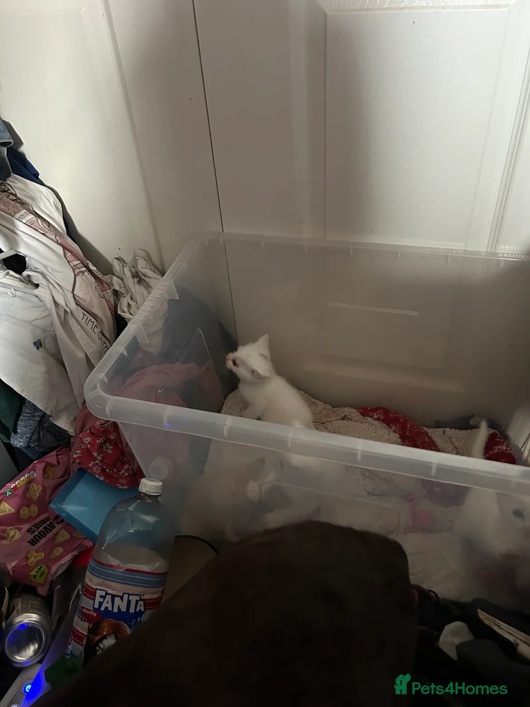 Mixed Breed cats for sale: white kittens available in Leicester - Advert 6