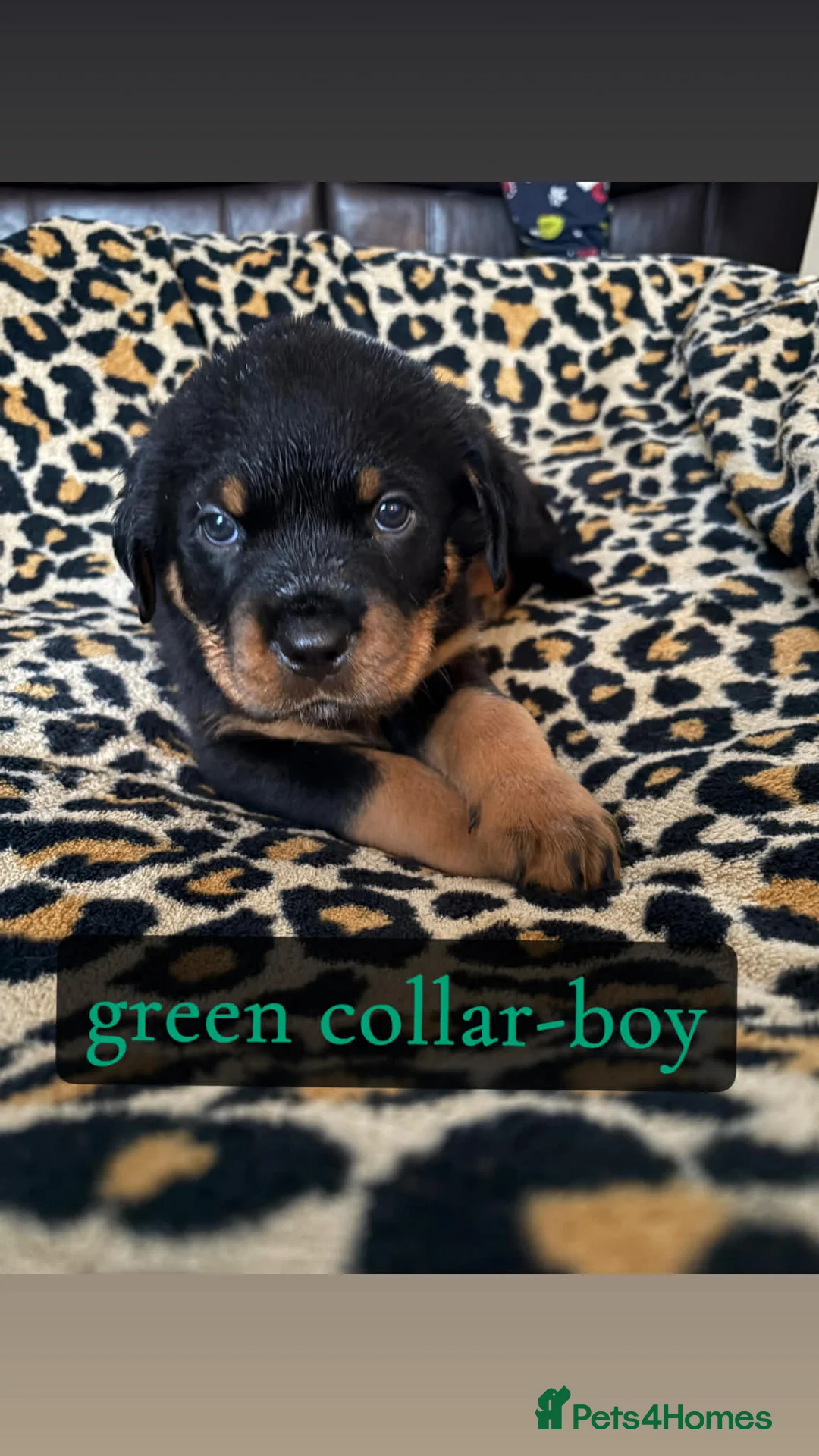 Rottweiler dogs for sale: Rottweiler Puppies  - Advert 2