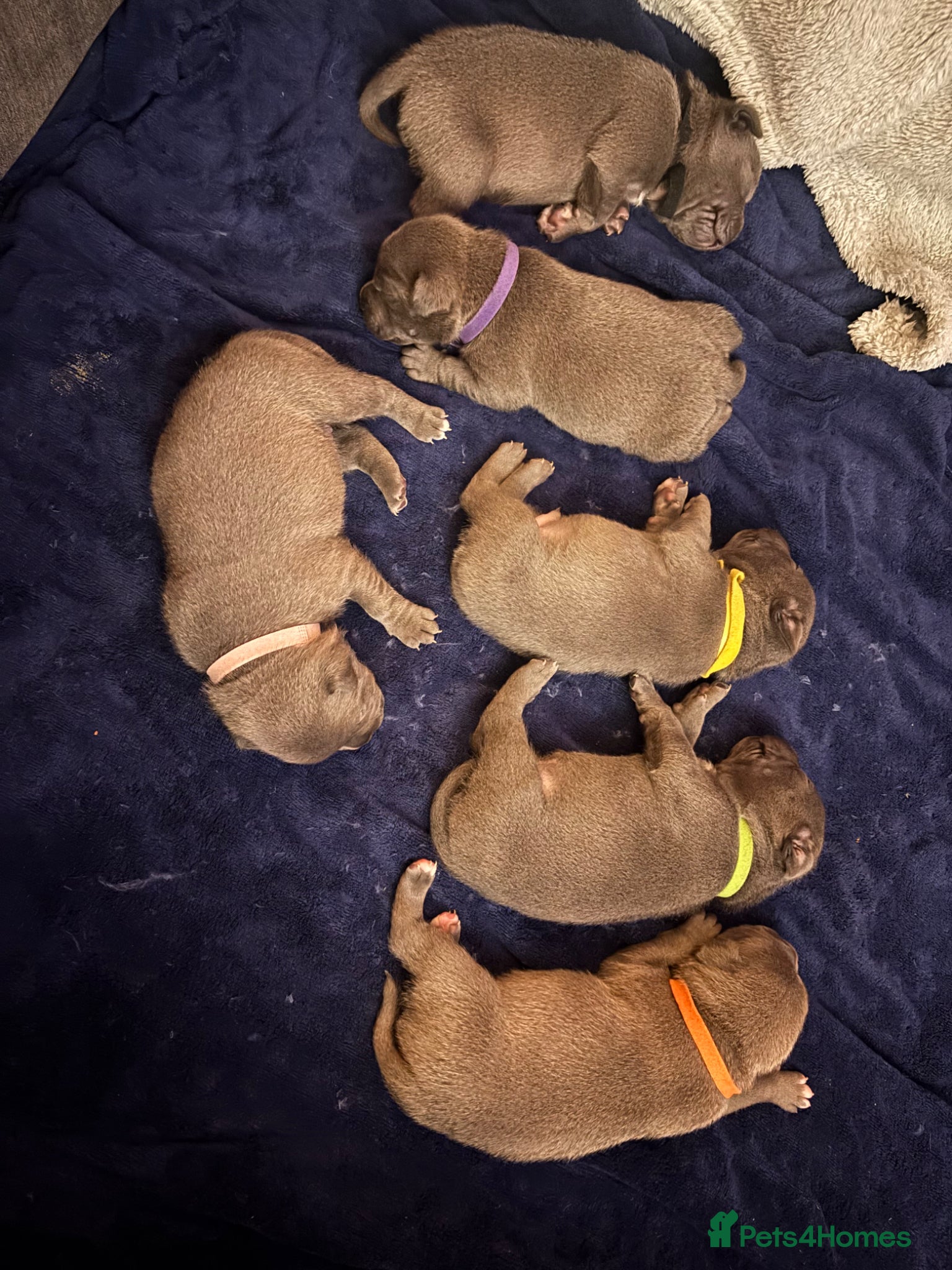 Staffordshire Bull Terrier dogs KC REG BEAUTIFUL BLUE STAFFS+ CHAMPION BLOOD LINES - Advert 1