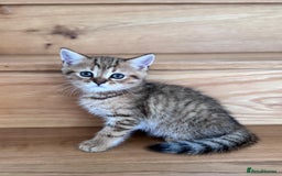 British Shorthair cats for sale: British Gold Shorthair - Image 3
