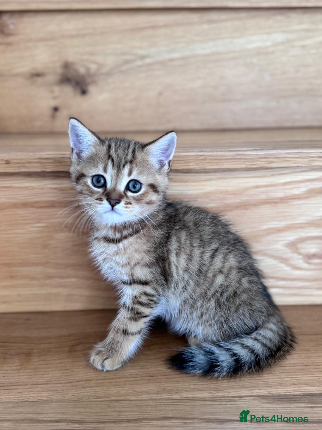 British Shorthair cats for sale: British Gold Shorthair - Image 3