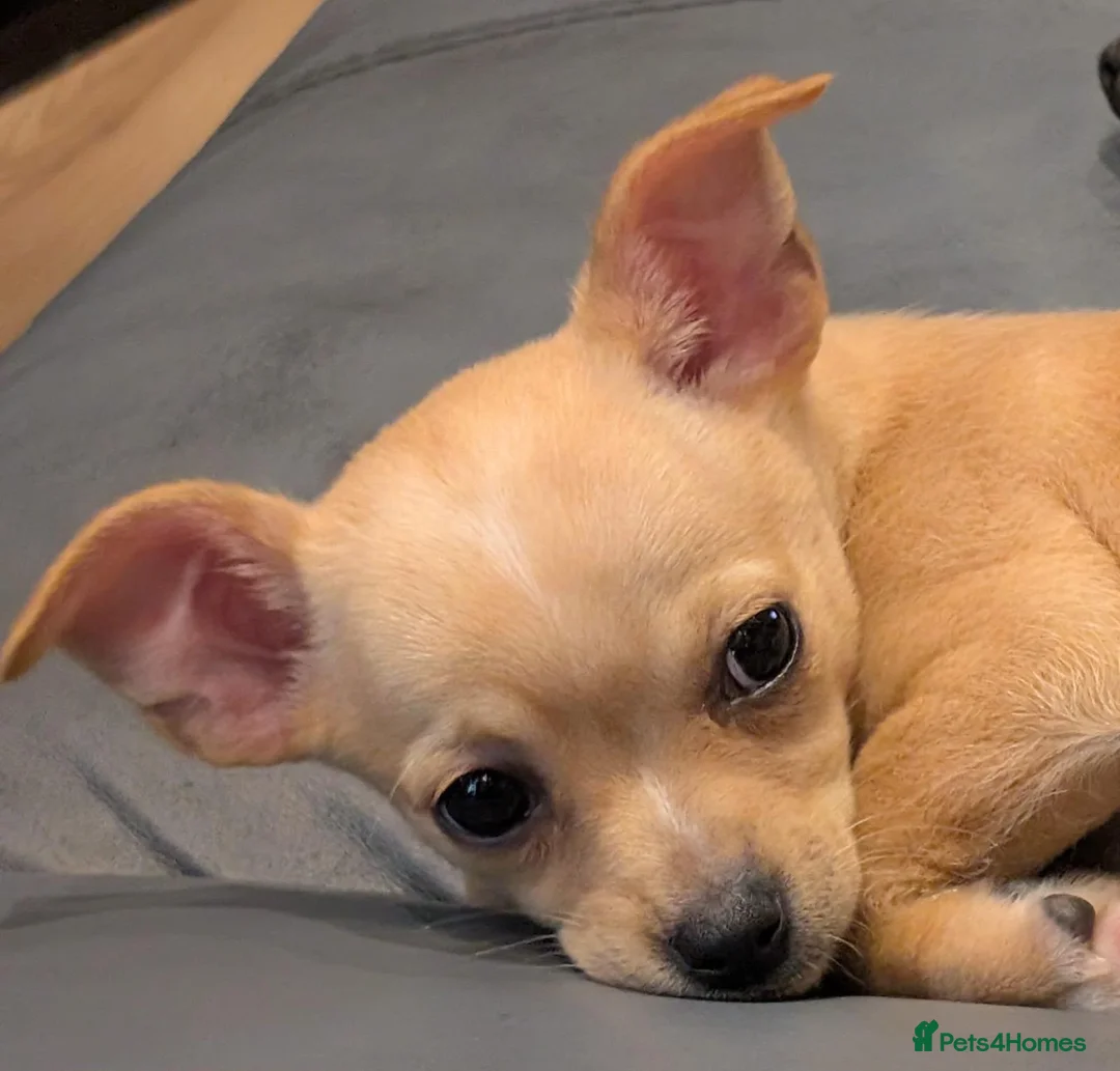 Chihuahua dogs for sale: 17 week old Girl Chihuahua  in Stoke-on-Trent - Advert 1