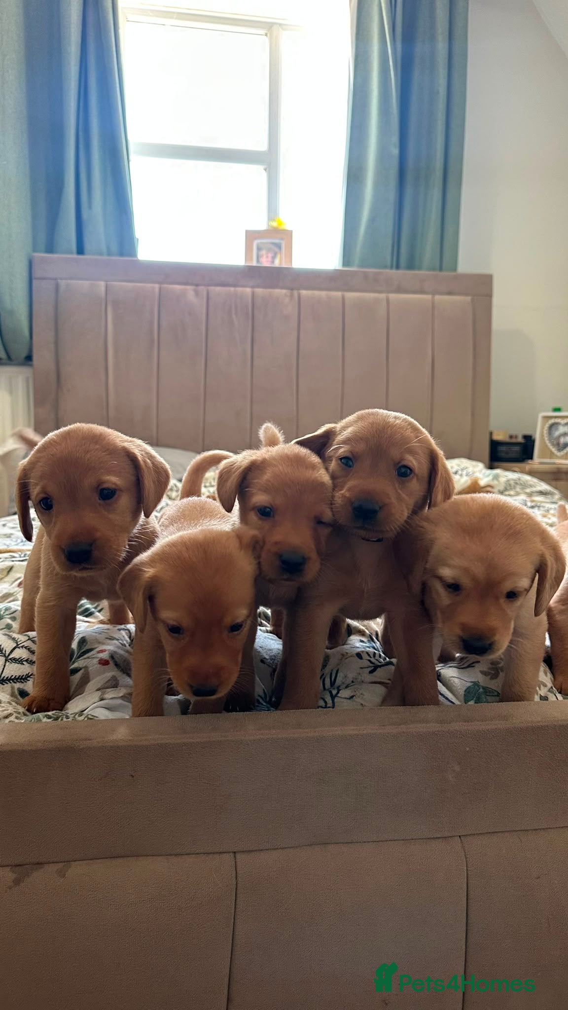 Labrador Retriever dogs KC Registered Fox Red Labrador Retriever Puppies - Advert 8