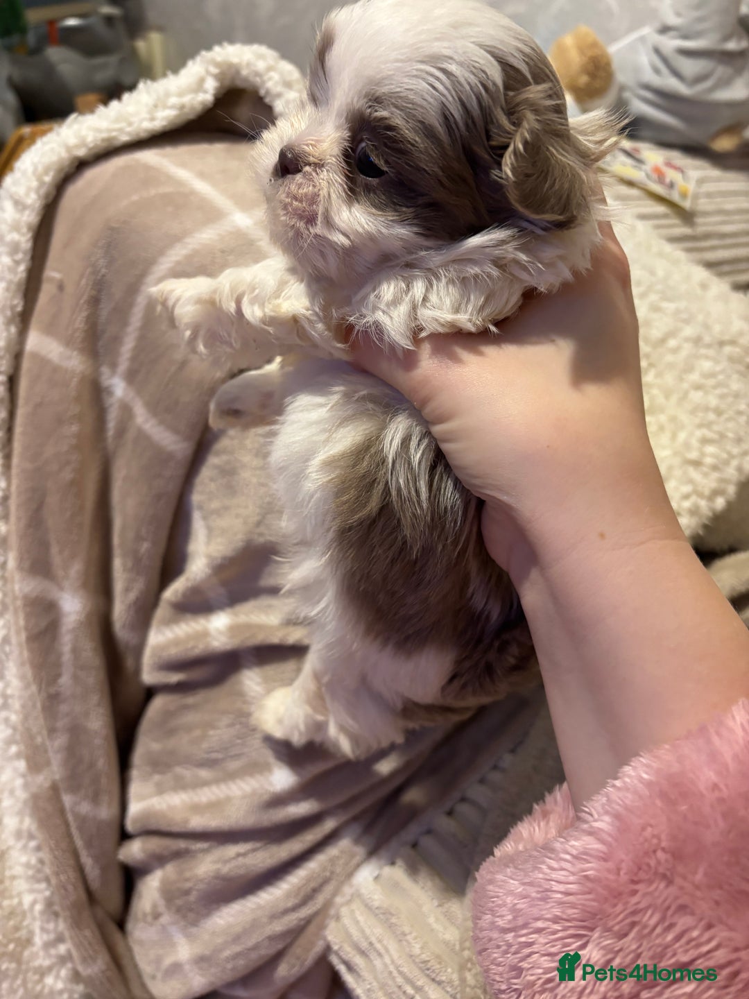 Shih Tzu dogs for sale: Beautiful Shih Tzu puppies - Advert 13