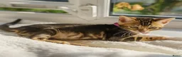 Bengal cats for sale: ONLY 4 LEFT - HEALTH/DNA TESTED BENGALS - Advert 23