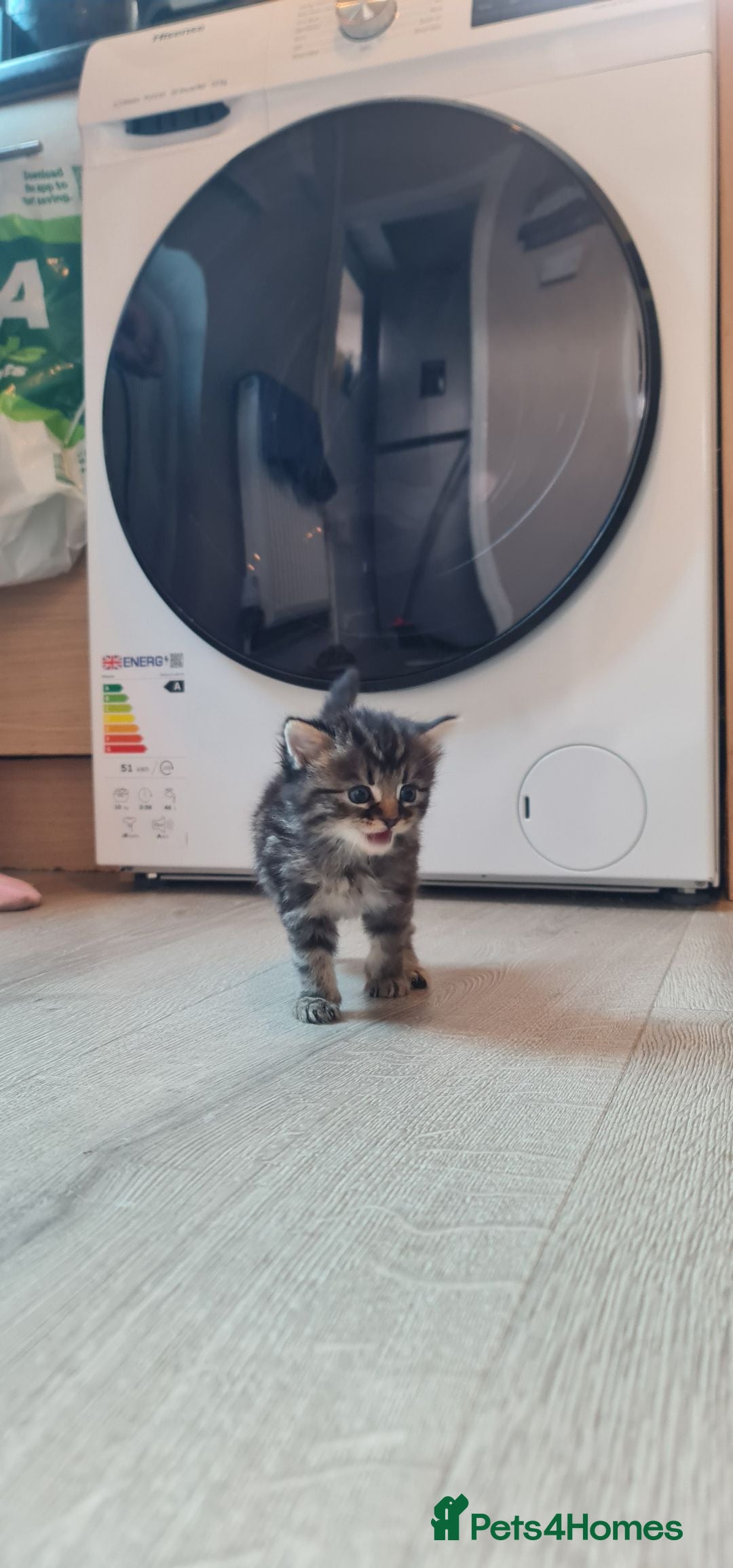 British Longhair cats for sale: One black and grey boy tabby left  - Image 3