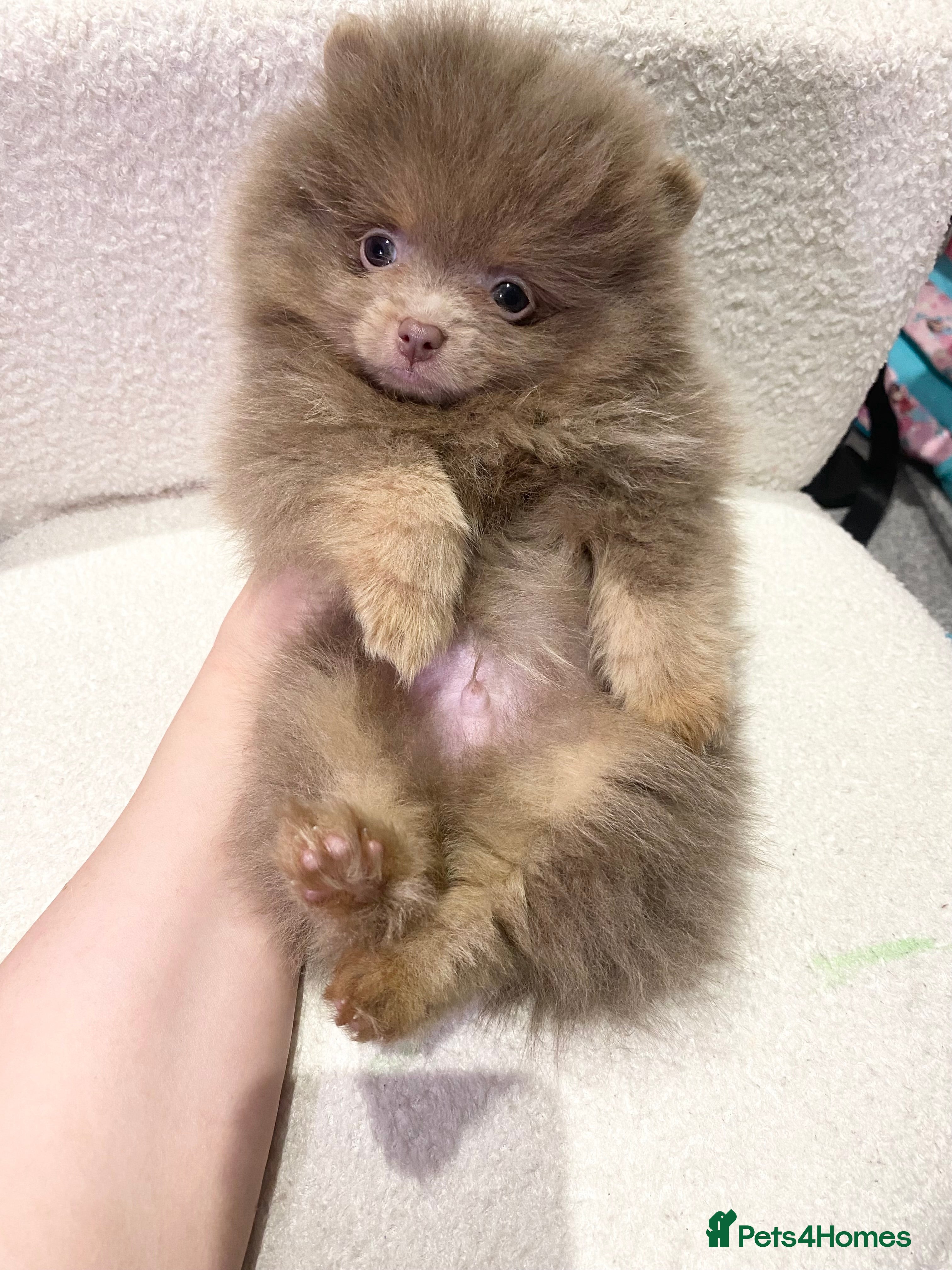 Pomeranian dogs FLUFFY TEDDY BEAR POMERANIANS 🐻  - Advert 4