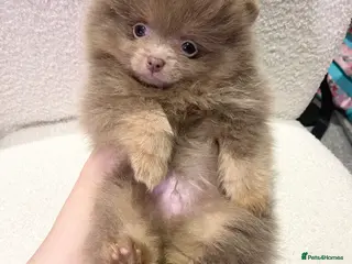 Pomeranian dogs FLUFFY TEDDY BEAR POMERANIANS 🐻 - Advert 4