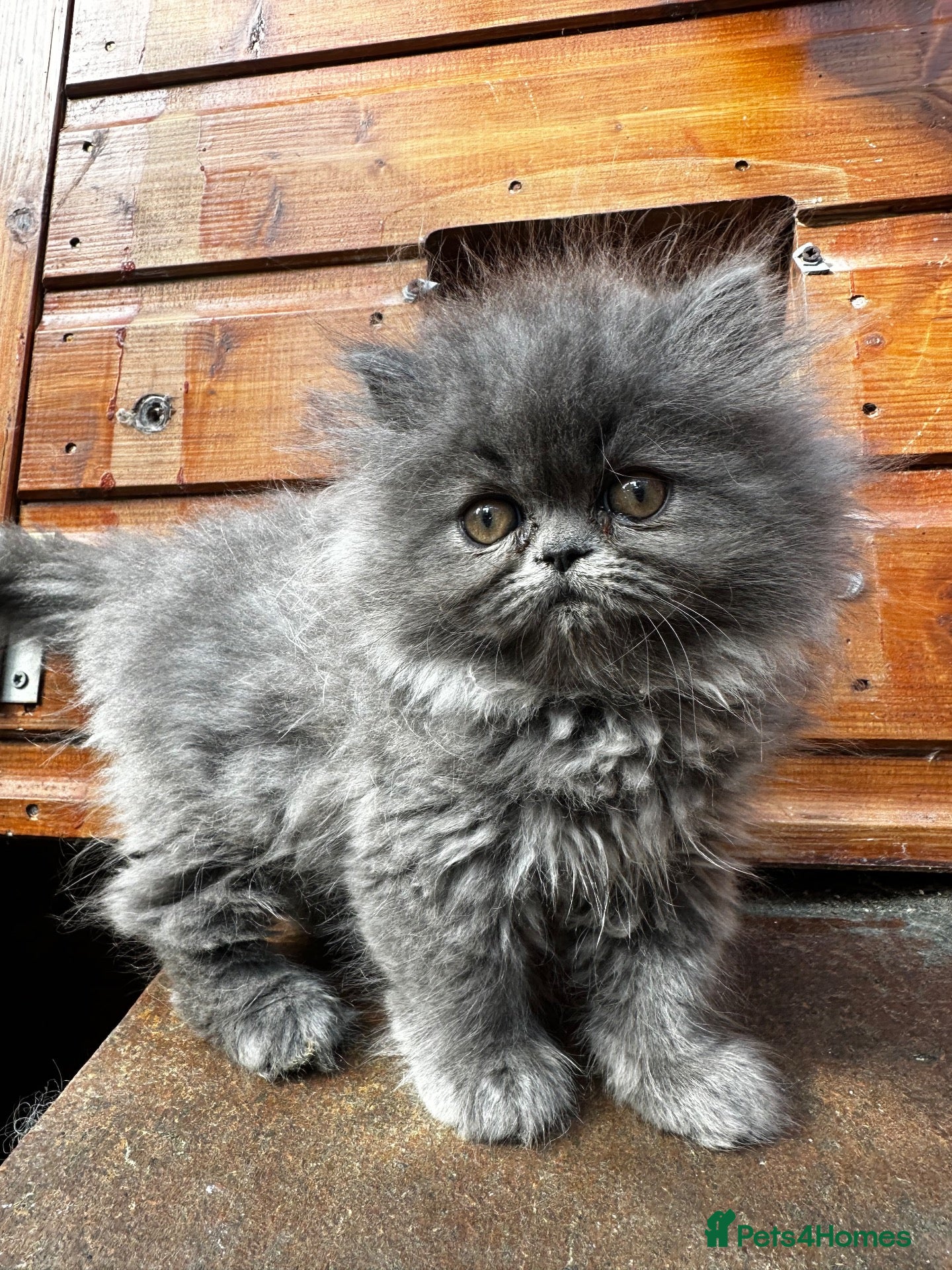 Persian cats Adorable Persian kittens  - Advert 10