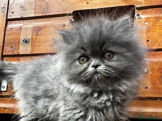 Persian cats Adorable Persian kittens - Advert 1
