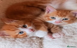 Maine Coon cats for sale: Maine Coone X ginger kittens v friendly & loving - Image 9