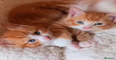 Maine Coon cats - Advert 2