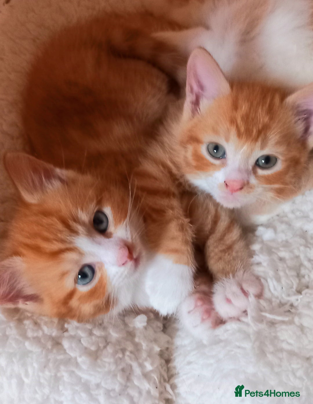 Maine Coon cats for sale: Maine Coone X ginger kittens v friendly & loving - Image 9