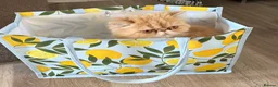 Persian cats for sale: Beautiful Persian boy 2 years old very gentle cat  - Advert 10