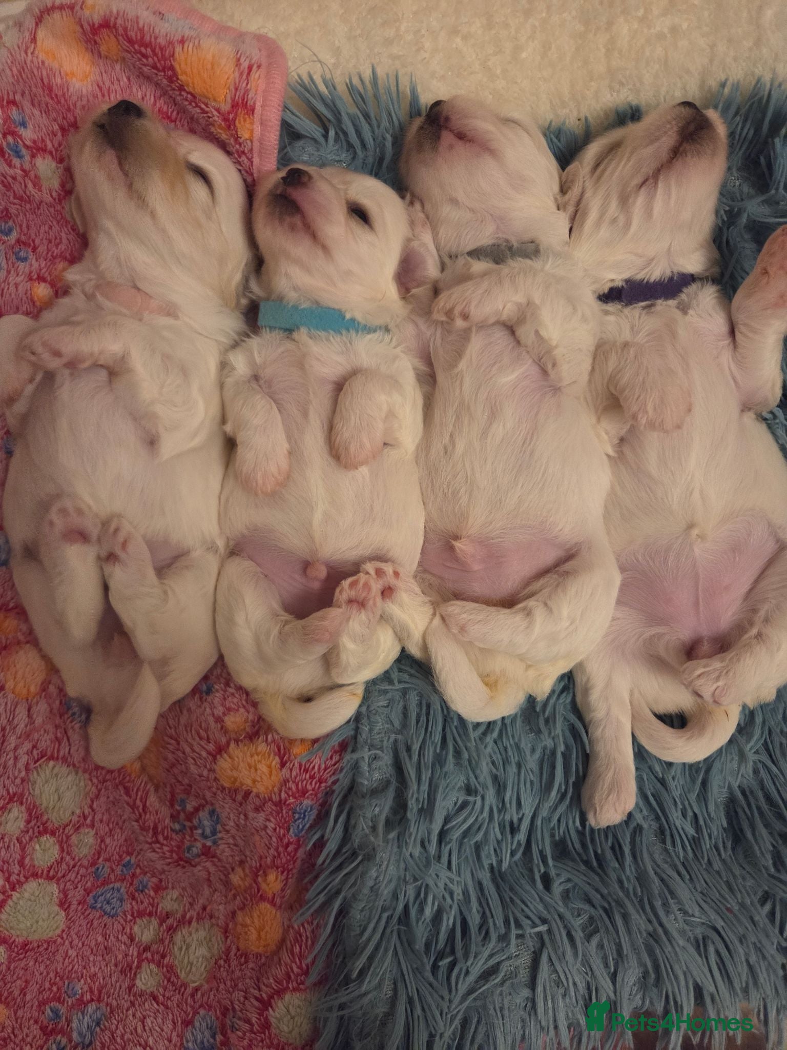 Bichon Frise dogs Cute little puppies 🩷🩷💙💙 - Advert 1