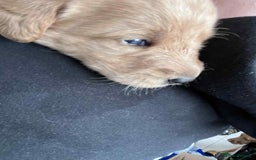 Mixed Breed dogs for sale: Beutiful litter of pups ONLY 4 girls left.  - Image 5