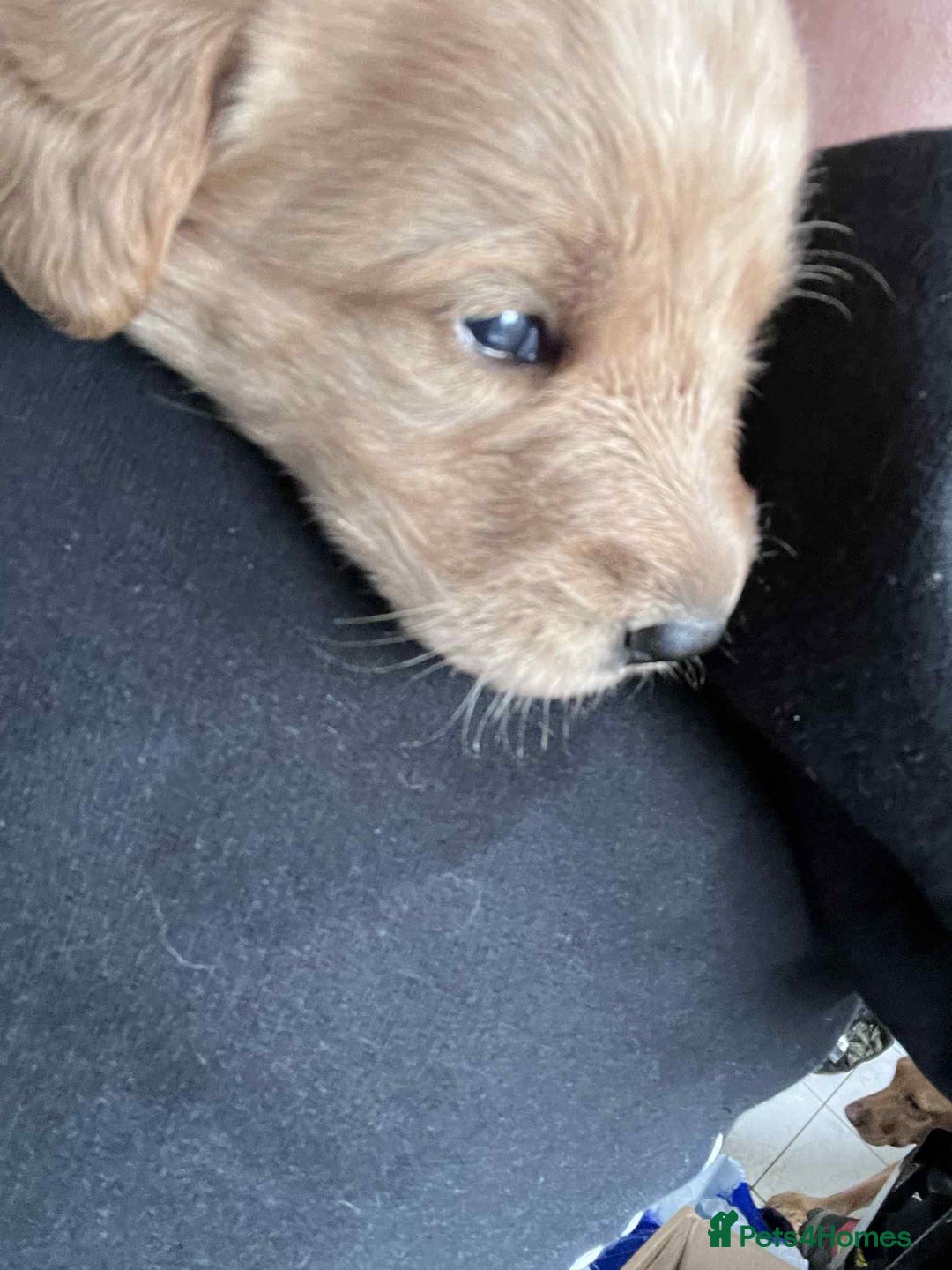 Mixed Breed dogs for sale: Beutiful litter of pups ONLY 4 girls left.  - Image 5