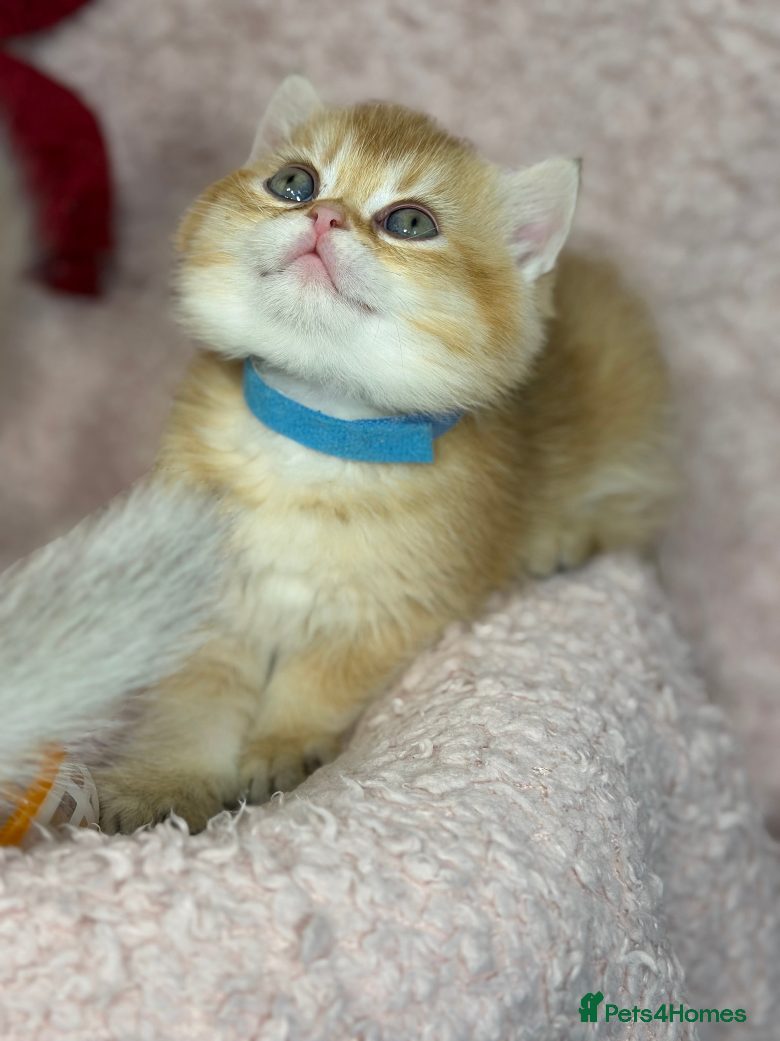 British Shorthair cats Adorable British shh golden kittens GCCF  - Advert 17