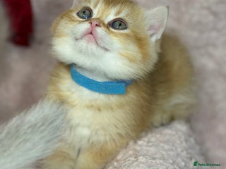 British Shorthair cats Adorable British shh golden kittens GCCF - Advert 17