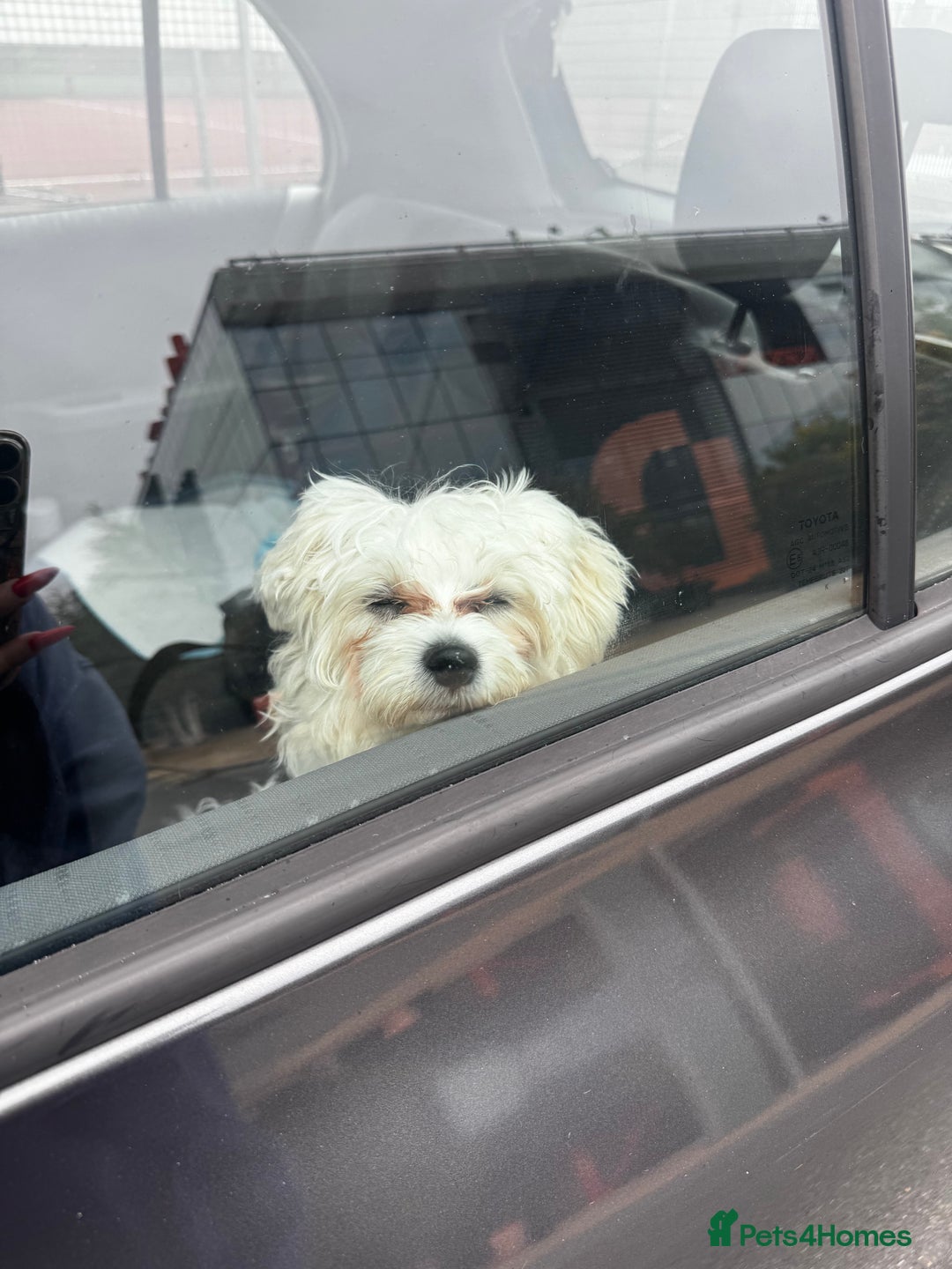 Maltese dogs for sale: 6 month Maltese  - Advert 2