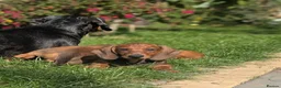 Dachshund dogs for sale: Champion Bloodline Standard Dachshund - Advert 18