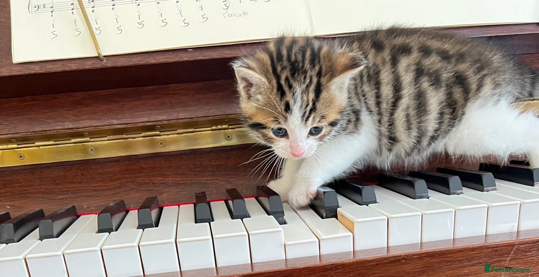 Mixed Breed cats for sale: READY NOW, 3 BEAUTIFUL TABBY BOYS (with Bengal)  - Image 16