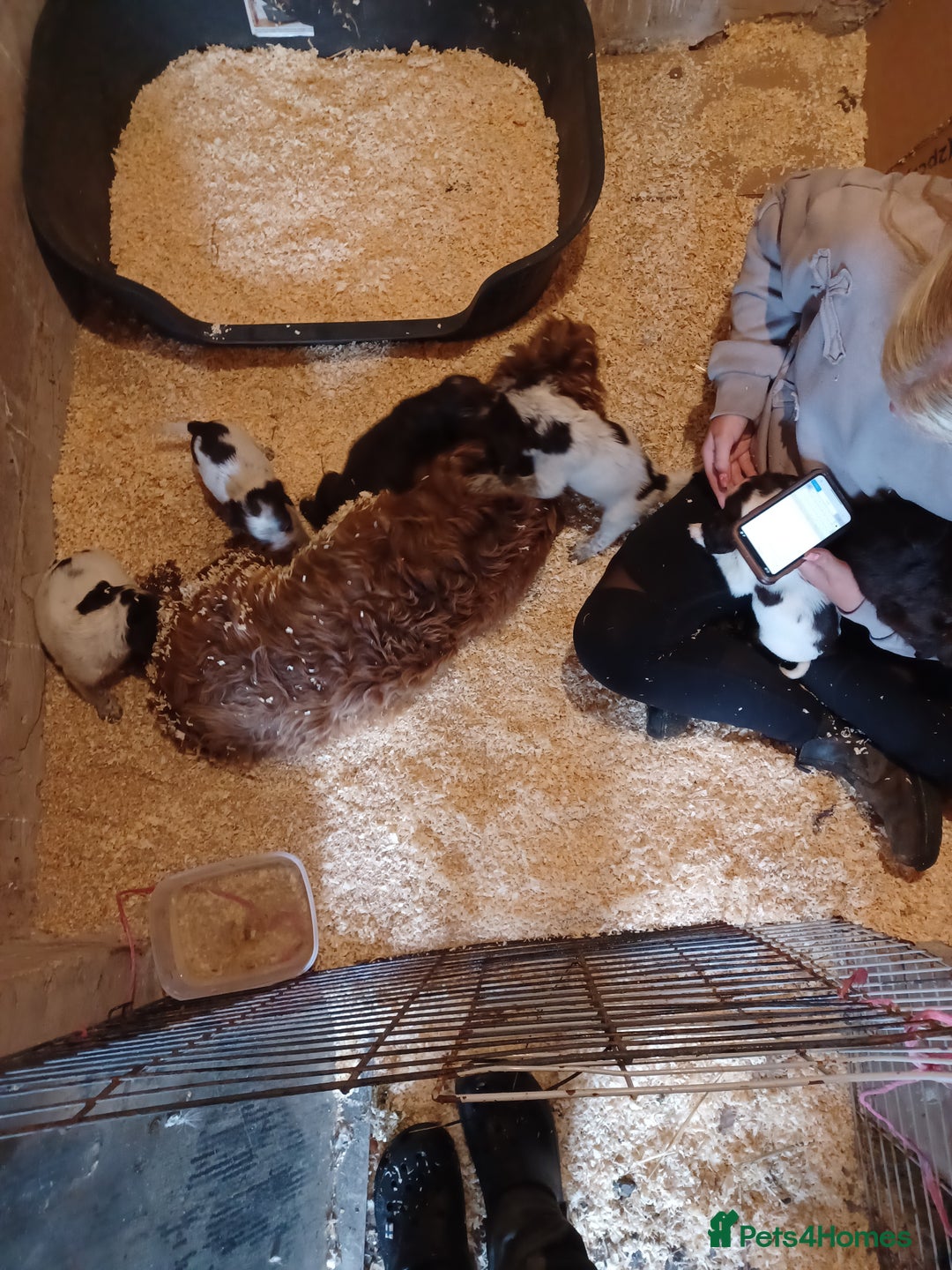 Cocker Spaniel dogs for sale: Working cocker spaniel  - Image 11