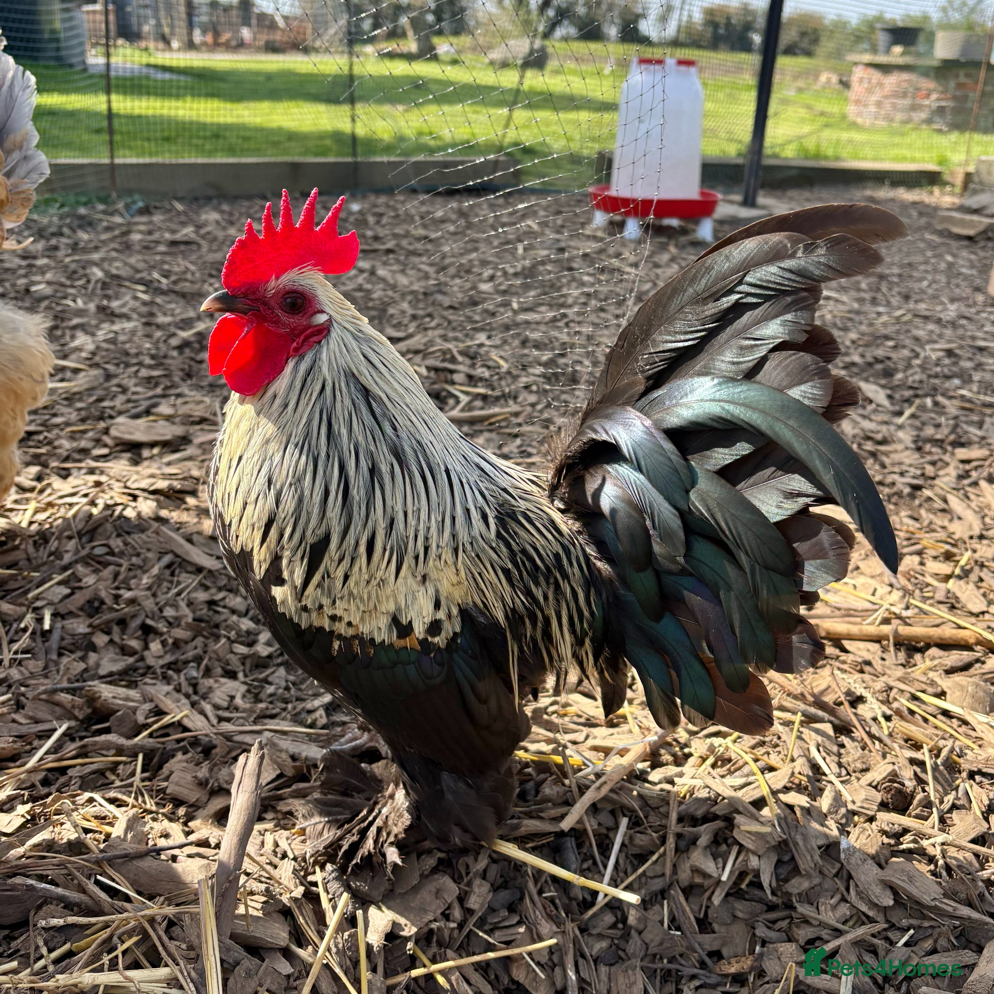 Chickens poultry Sablepoot/Booted Bantam Cockerel - Advert 2