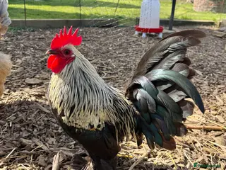Chickens poultry Sablepoot/Booted Bantam Cockerel - Advert 5