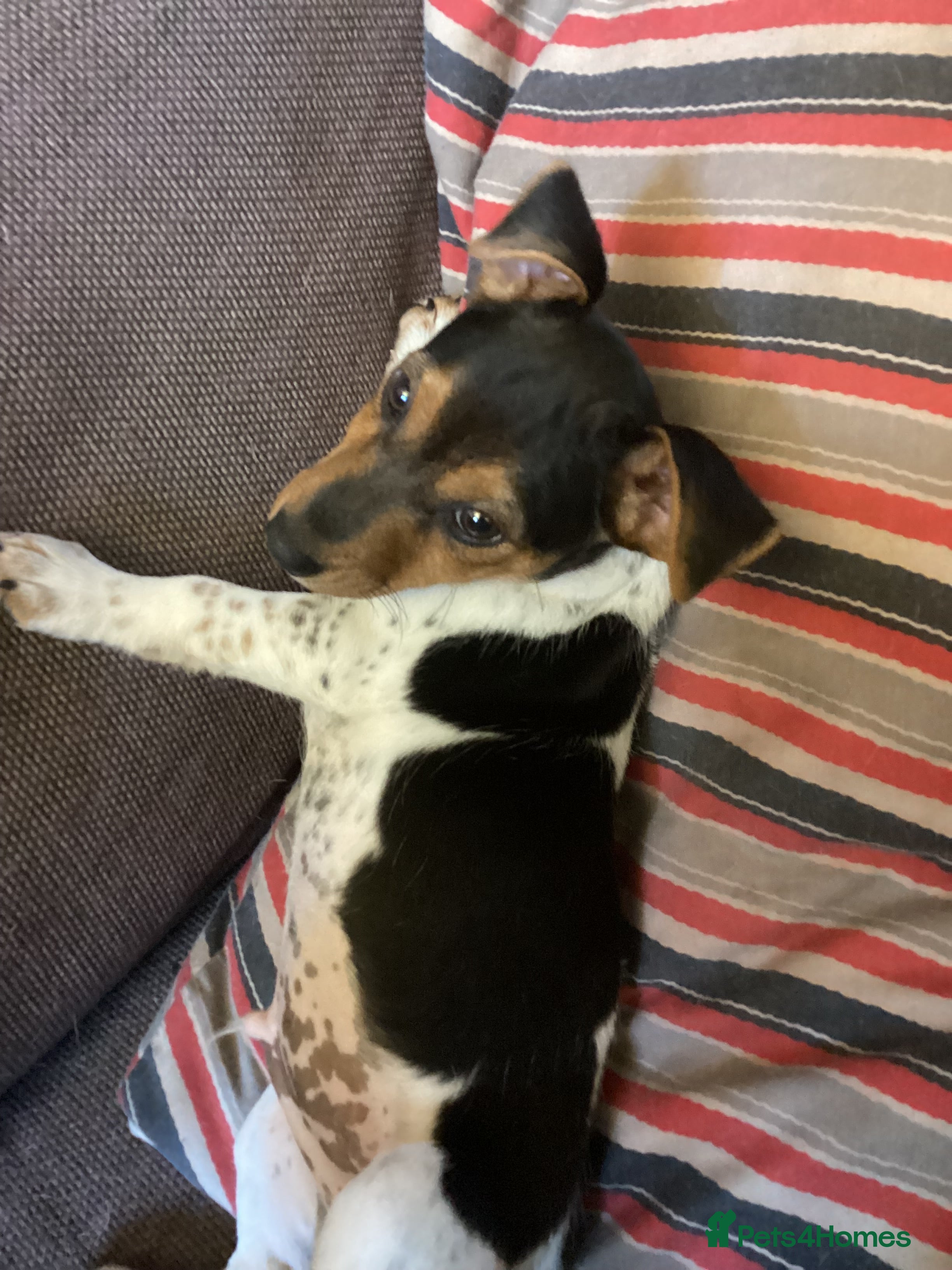 Jack Russell dogs Docked tail jack russel - Advert 2