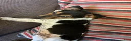 Jack Russell dogs for sale: Docked tail jack russel - Advert 2