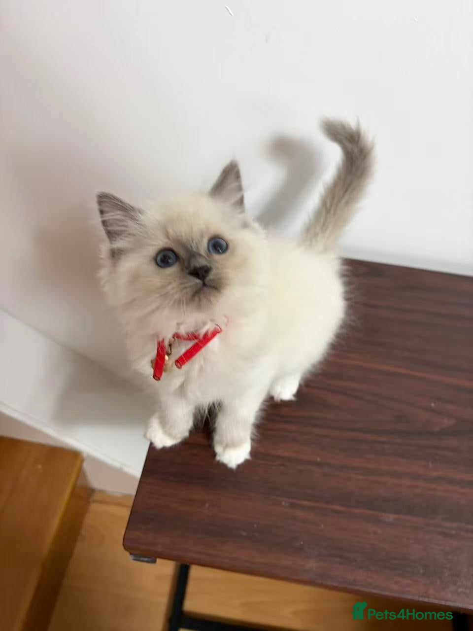 Ragdoll cats cute ragdoll - Advert 13
