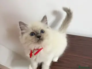 Ragdoll cats cute ragdoll - Advert 13
