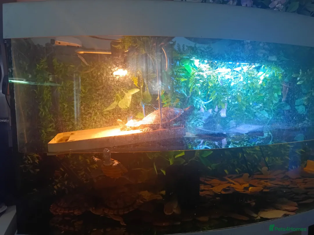 Turtle reptiles for sale: 5 Missisipi turtle with all equipment  in Doncaster - Advert 2