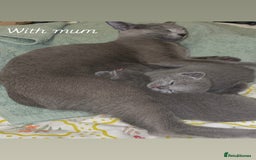 Russian Blue cats for sale: Pedigree Russian blue kittens - Ready to go - Image 11