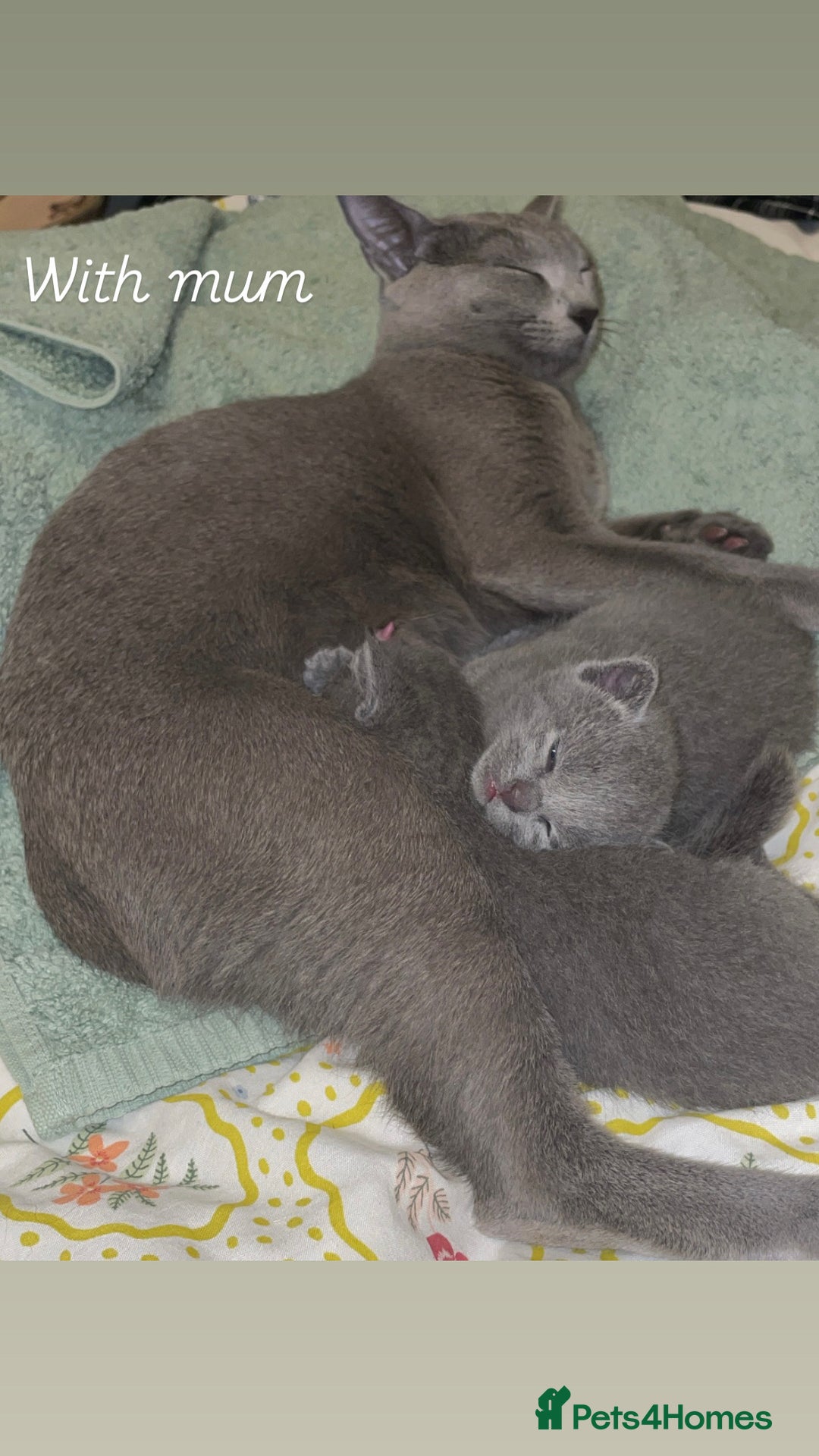 Russian Blue cats for sale: Pedigree Russian blue kittens - Ready to go - Image 11
