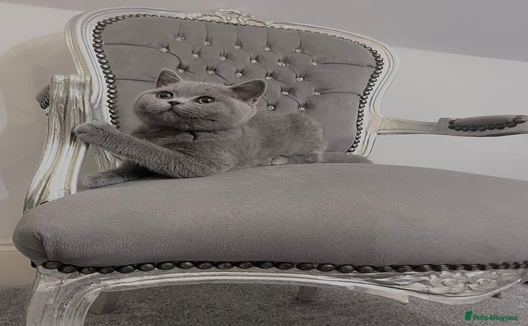 British Shorthair cats - Advert 14