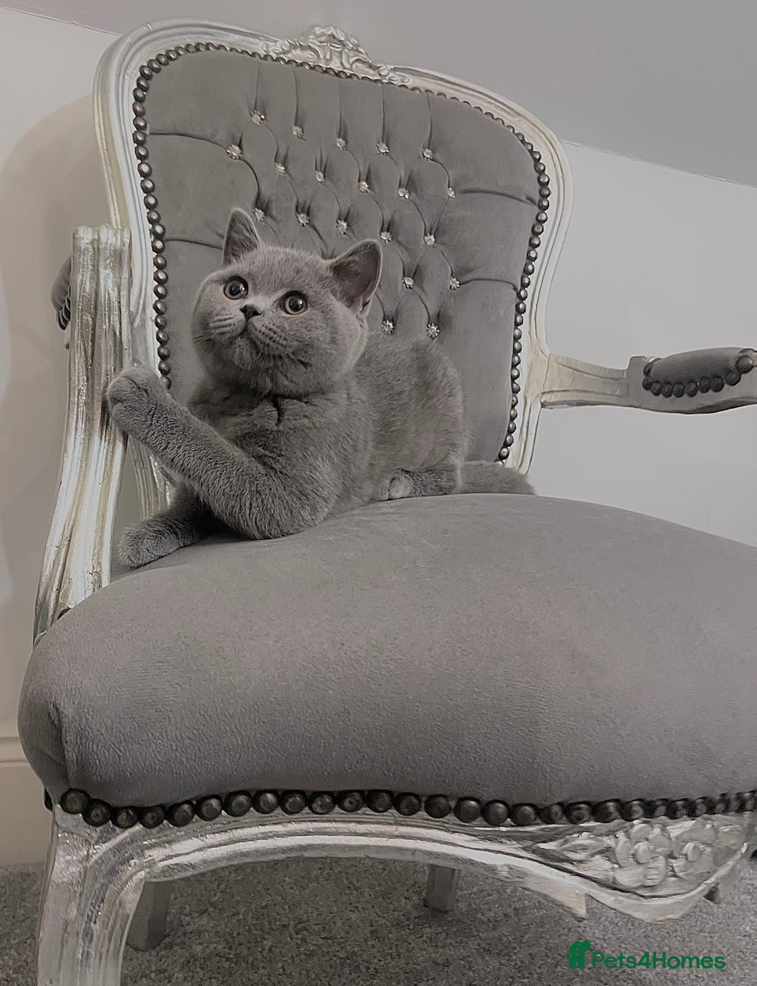 British Shorthair cats for sale: British blue shorthaired male & female kitten - Image 1
