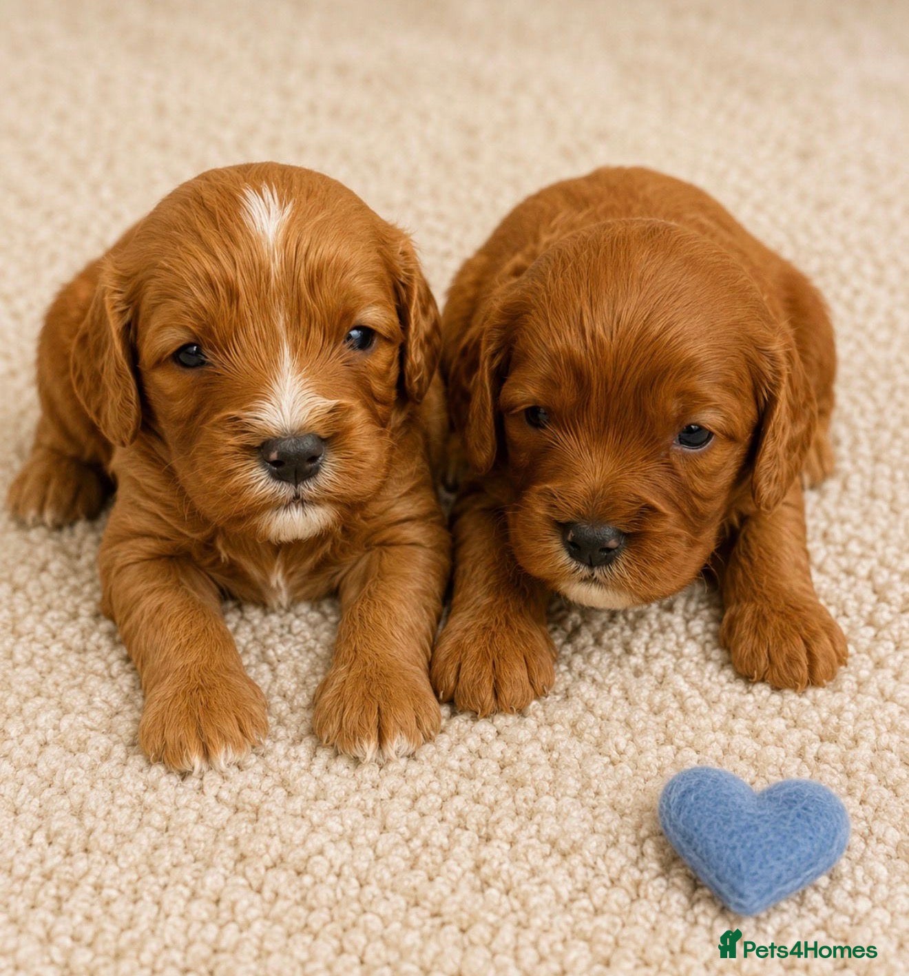 Cavapoo dogs Beautiful F1b Cavapoo’s 🧬 Health Tested Parents - Advert 2