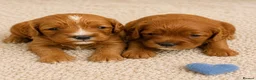 Cavapoo dogs for sale: Beautiful F1b Cavapoo’s 🧬 Health Tested Parents - Advert 2